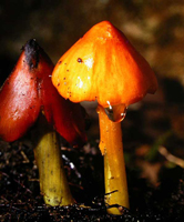 Hygrocybe conica, shows the blackening on the older mushroom at the left.